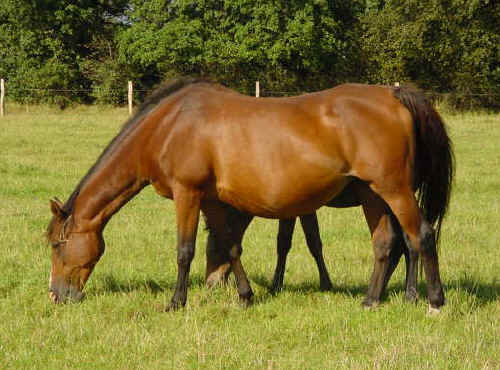 Tandarra