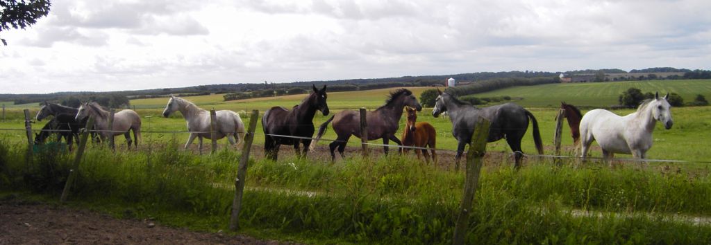 En flok heste på Stutteri Dyrehaven